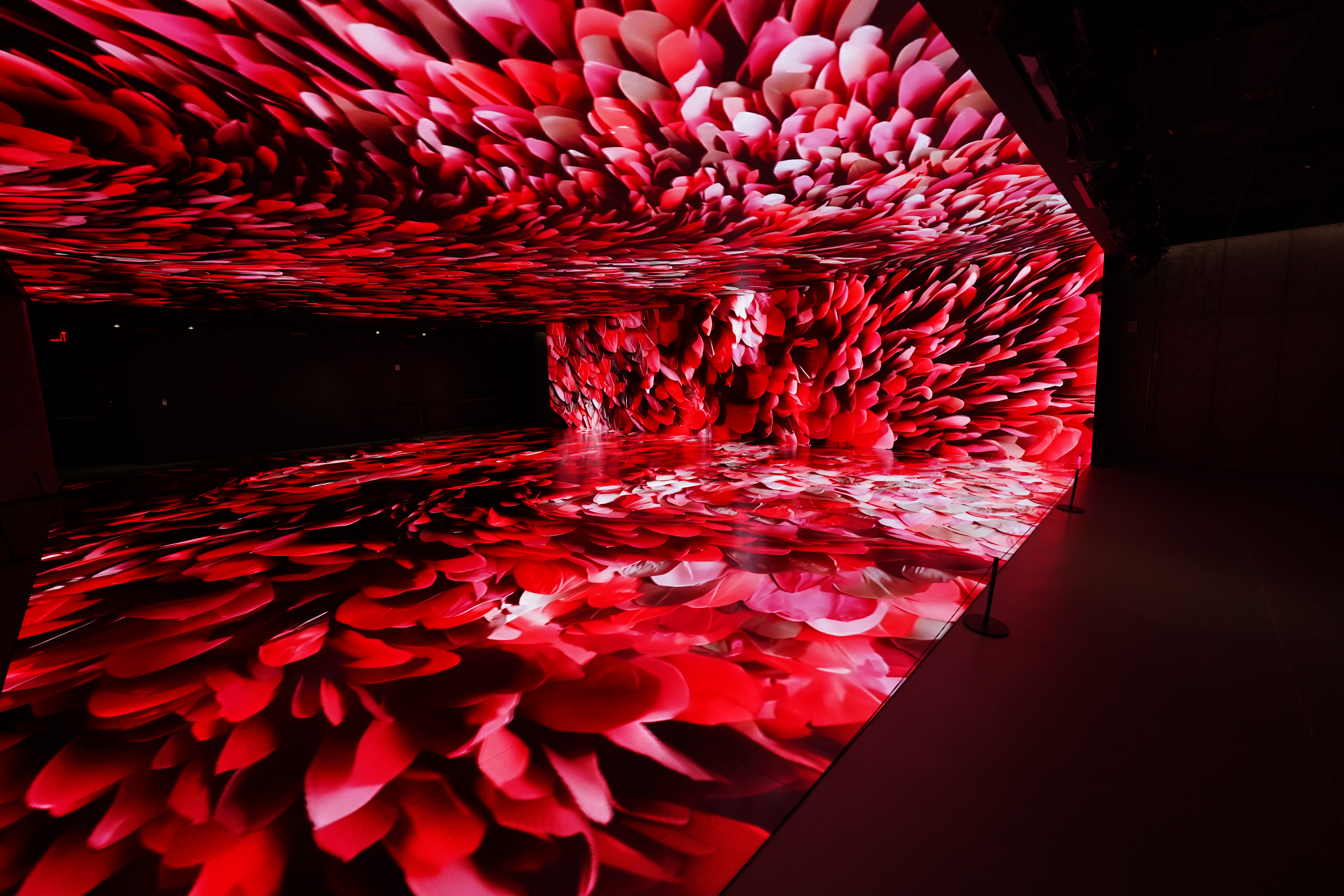 Red petals projected across walls and floor