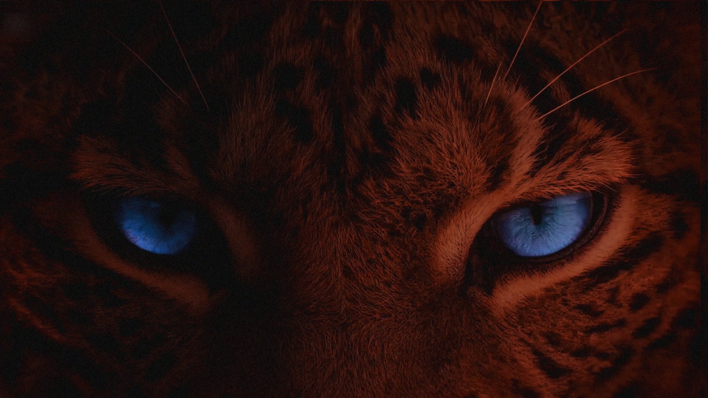 Leopard close-up